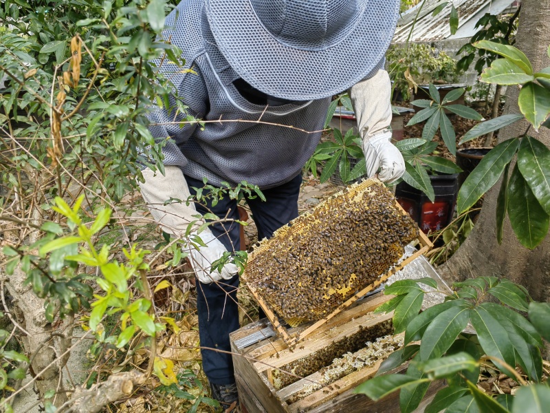 【推荐】福建永春永春蜂蜜（生长荔枝树下蜜蜂）养殖基地全国发