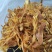 云南野生笋干_笋片