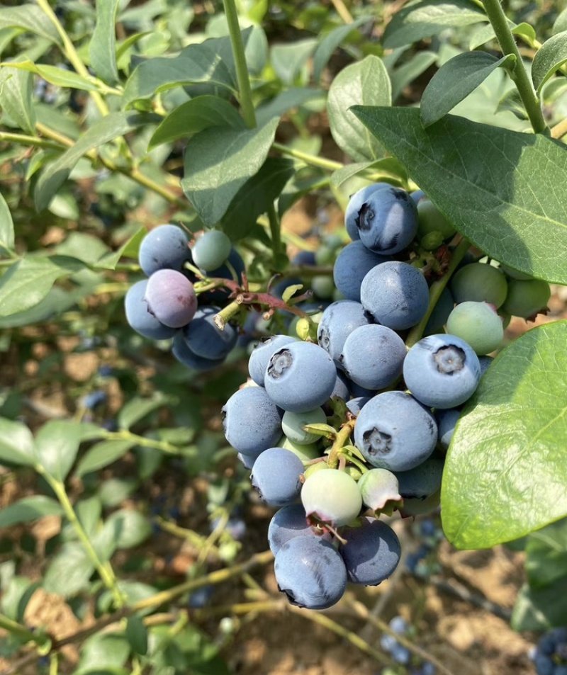 蓝莓树苗南北方都可种植死苗包赔