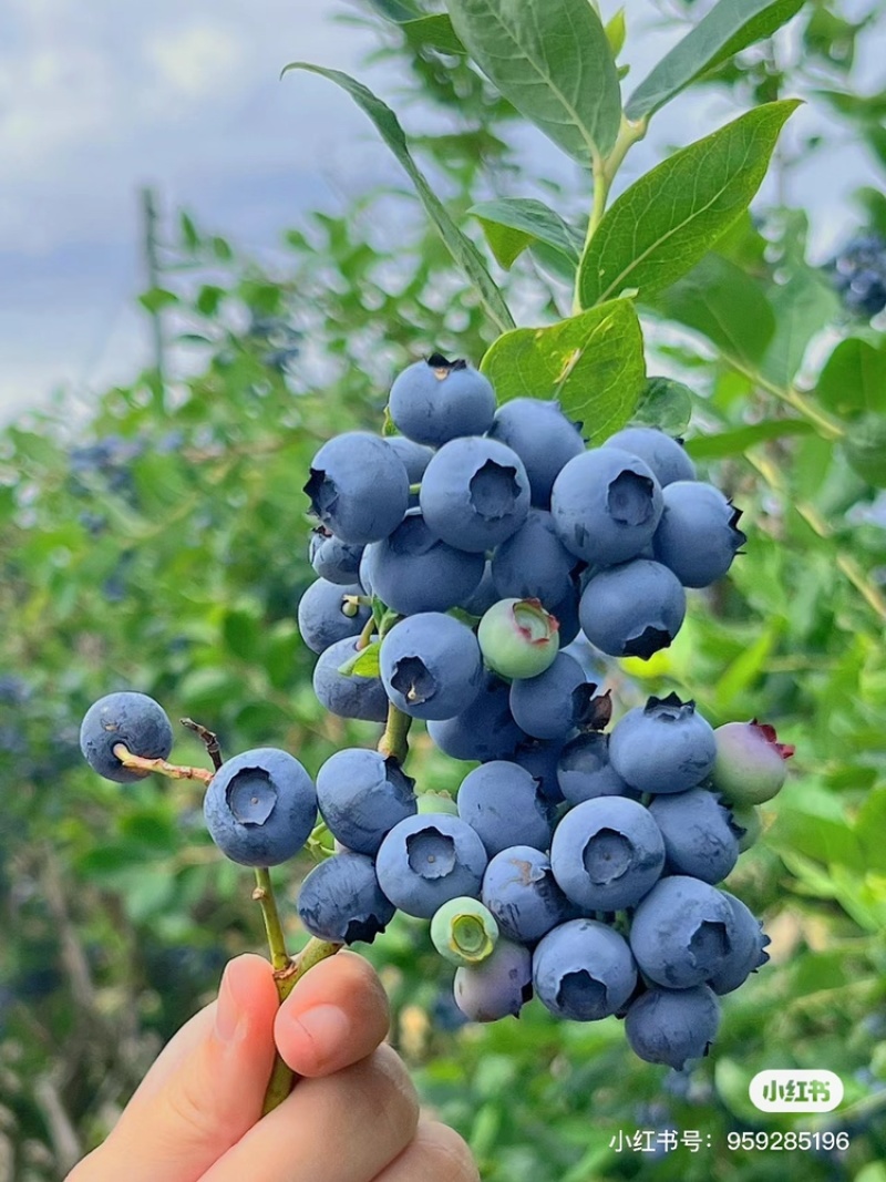 蓝莓树苗南北方都可种植死苗包赔