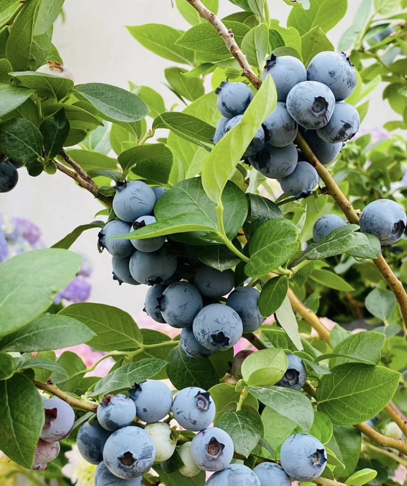 蓝莓树苗南北方都可种植死苗包赔