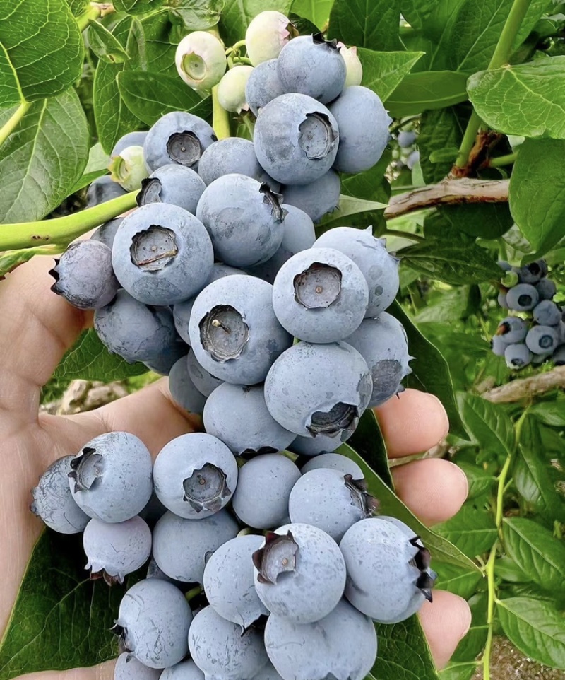 蓝莓树苗南北方都可种植死苗包赔