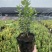 蓝莓树苗南北方都可种植死苗包赔