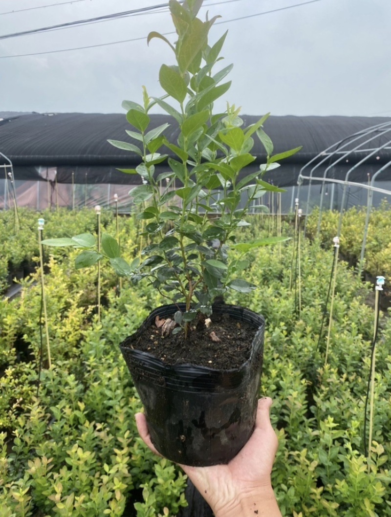 蓝莓树苗南北方都可种植死苗包赔