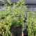 蓝莓树苗南北方都可种植死苗包赔