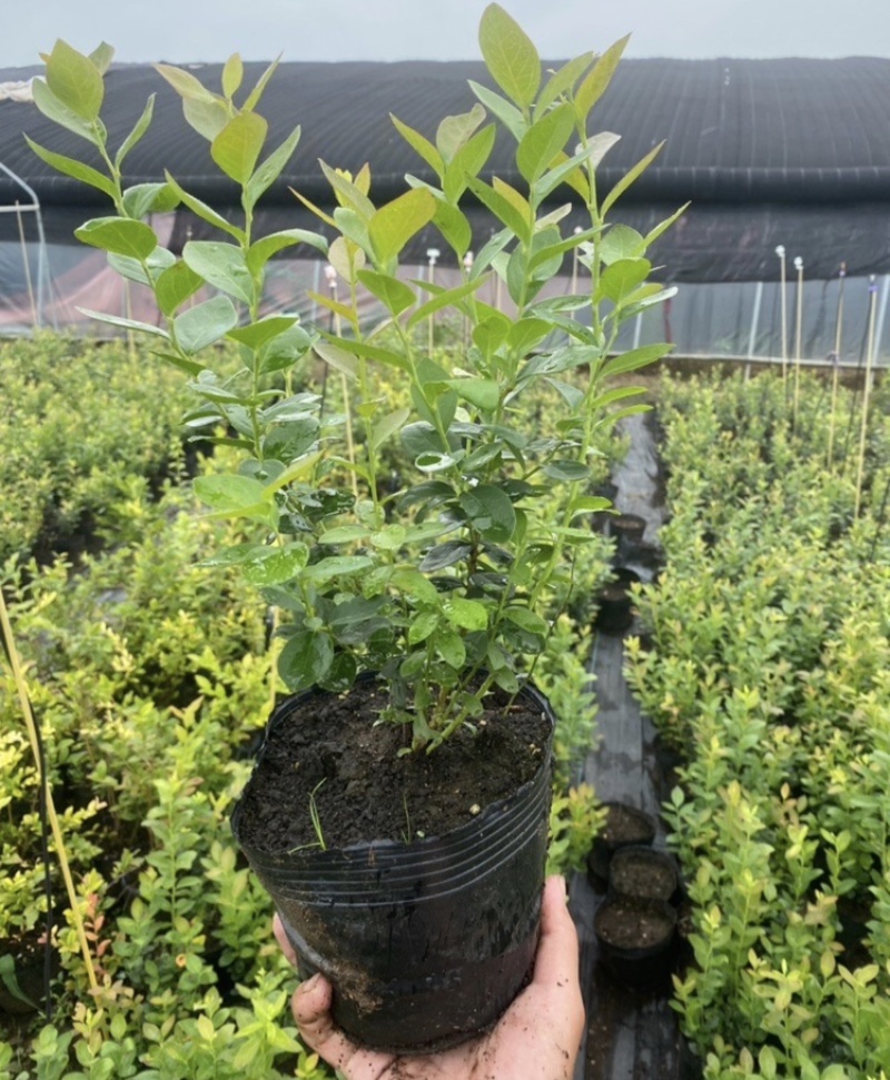 蓝莓树苗南北方都可种植死苗包赔