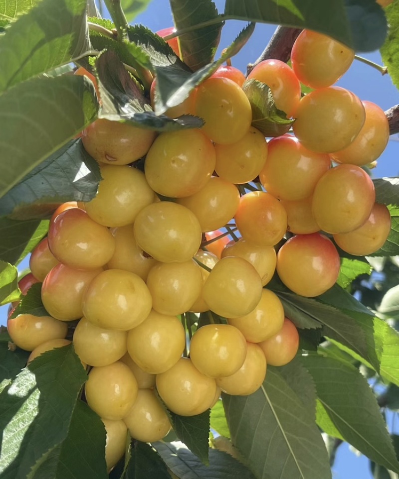 车厘子樱桃树苗南北方种植死苗包赔