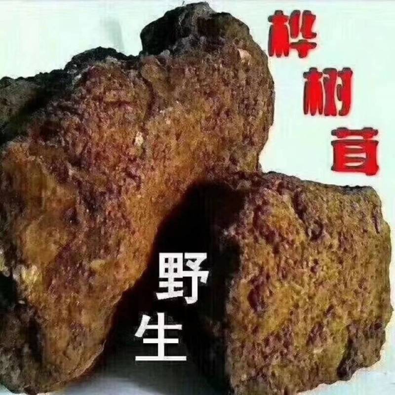 优质桦树茸货源充足量大从优欢迎老板前来咨询可视频