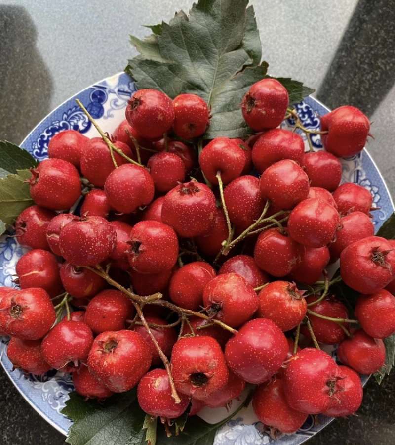 山楂树苗南北方种植死苗包赔