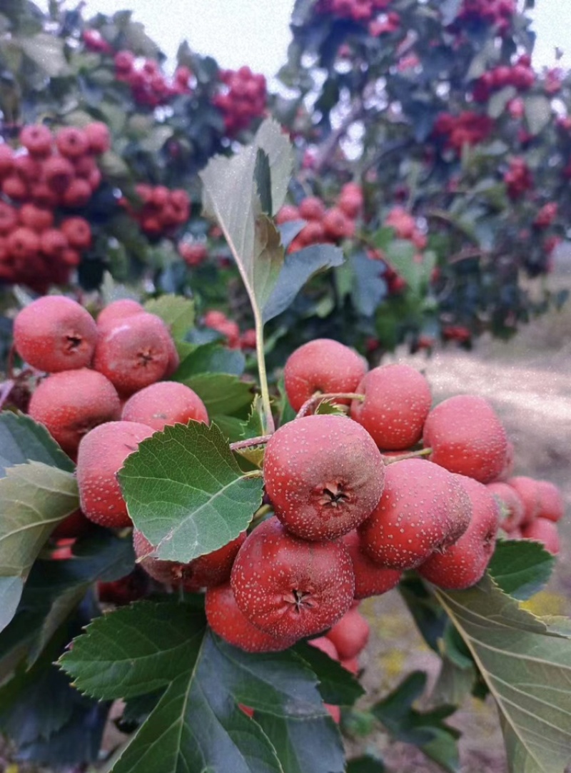 山楂树苗南北方种植死苗包赔
