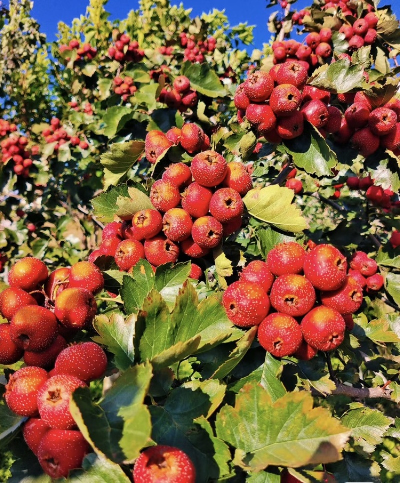 山楂树苗南北方种植死苗包赔