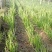 山东聊城红根韭菜种植基地产现摘现发直地直发