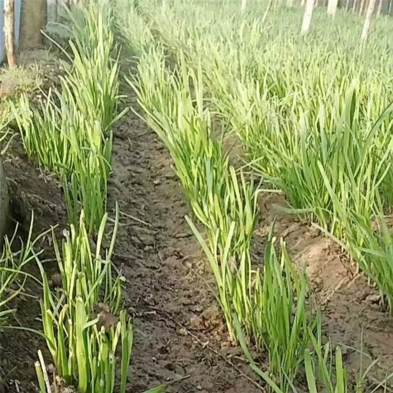 山东聊城红根韭菜种植基地产现摘现发直地直发