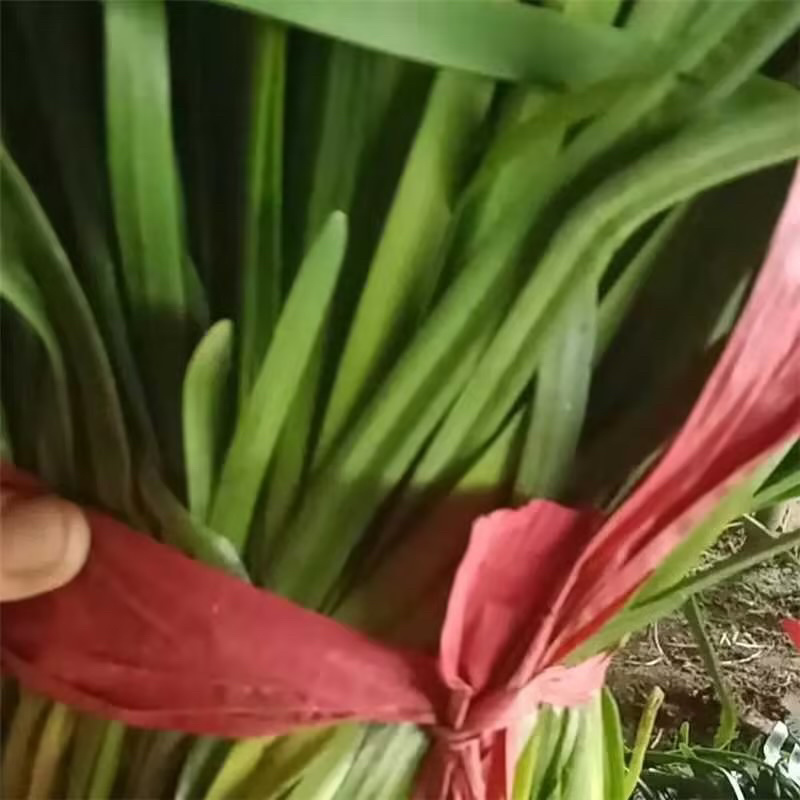 山东聊城红根韭菜种植基地产现摘现发直地直发