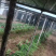 山东聊城红根韭菜种植基地产现摘现发直地直发