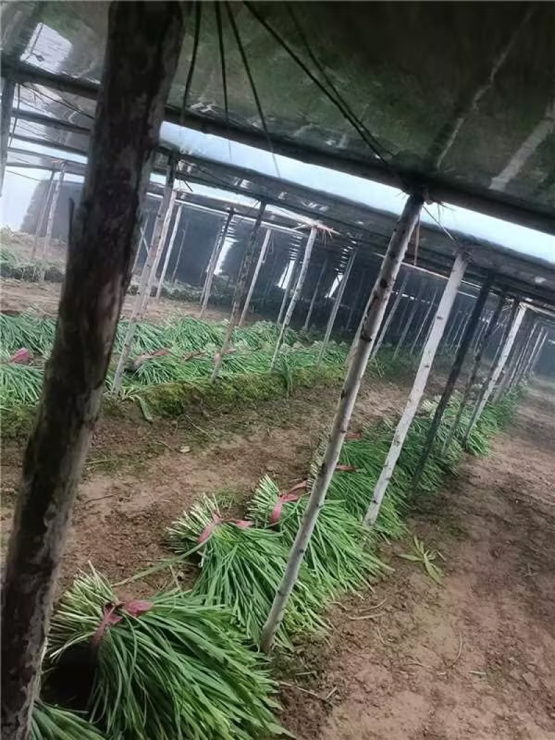 山东聊城红根韭菜种植基地产现摘现发直地直发