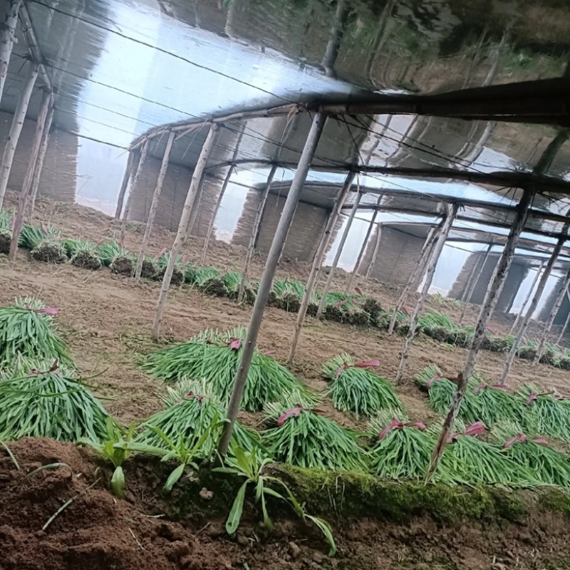 山东聊城红根韭菜种植基地产现摘现发直地直发