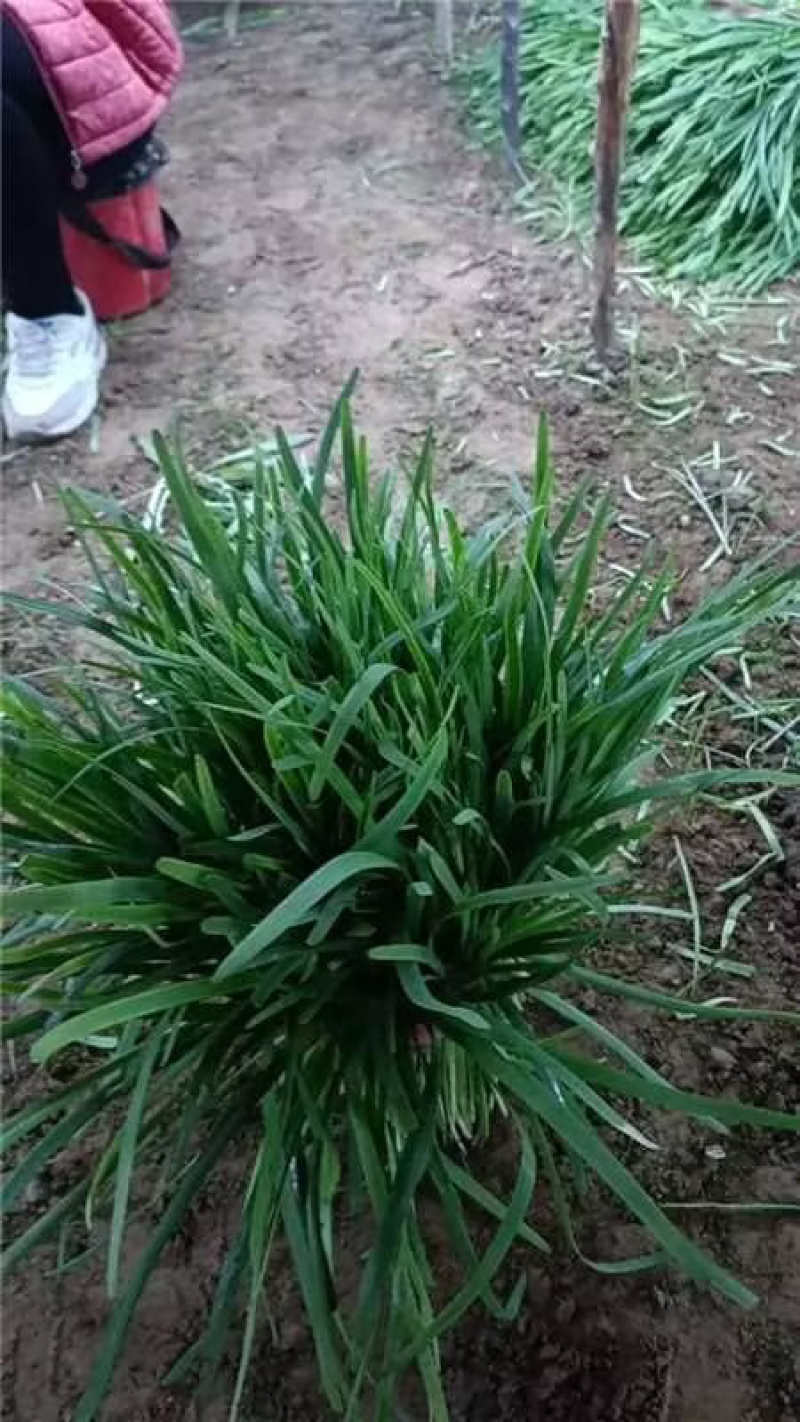 山东聊城红根韭菜种植基地产现摘现发直地直发