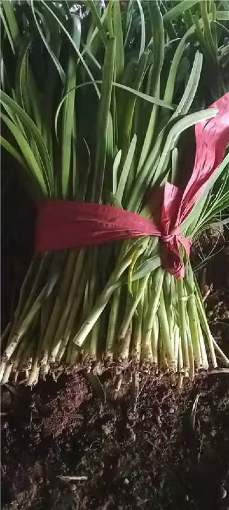 山东聊城红根韭菜种植基地产现摘现发直地直发
