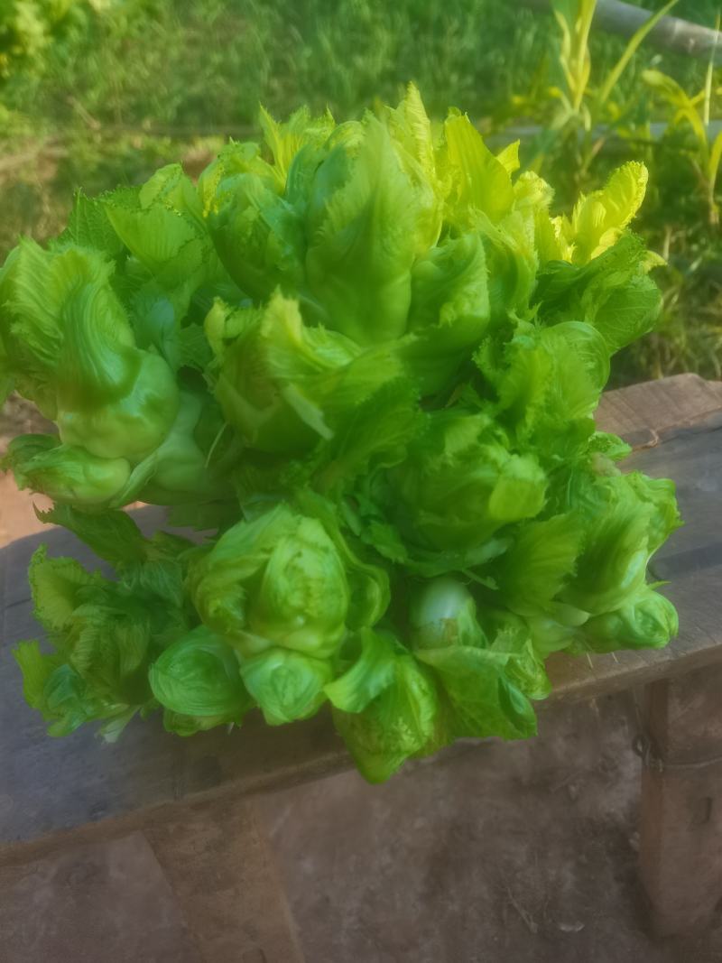 儿菜