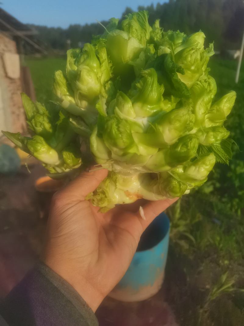 儿菜