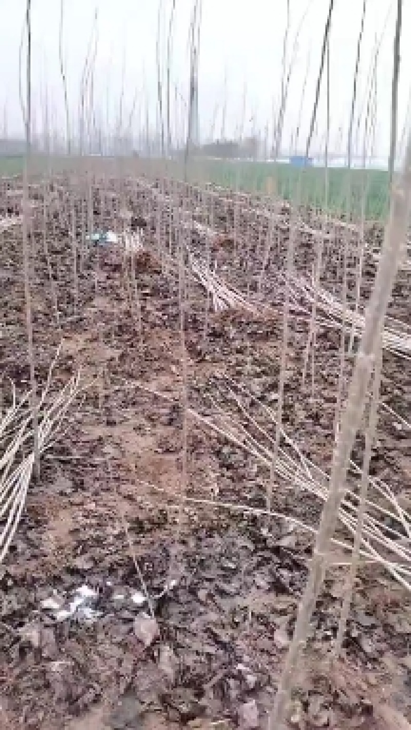 河南杨树苗大量批发，质量好，价格低一公分一5公分。
