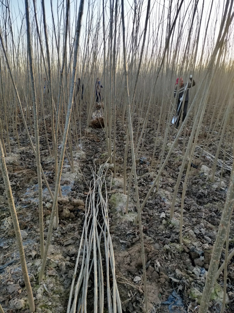 河南杨树苗大量批发，质量好，价格低一公分一5公分。