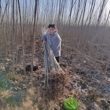 河南杨树苗大量批发，质量好，价格低一公分一5公分。