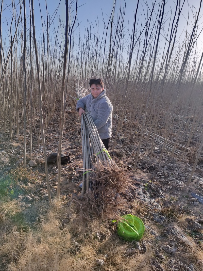 河南杨树苗大量批发，质量好，价格低一公分一5公分。