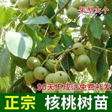 核桃树苗南北方种植死苗包赔