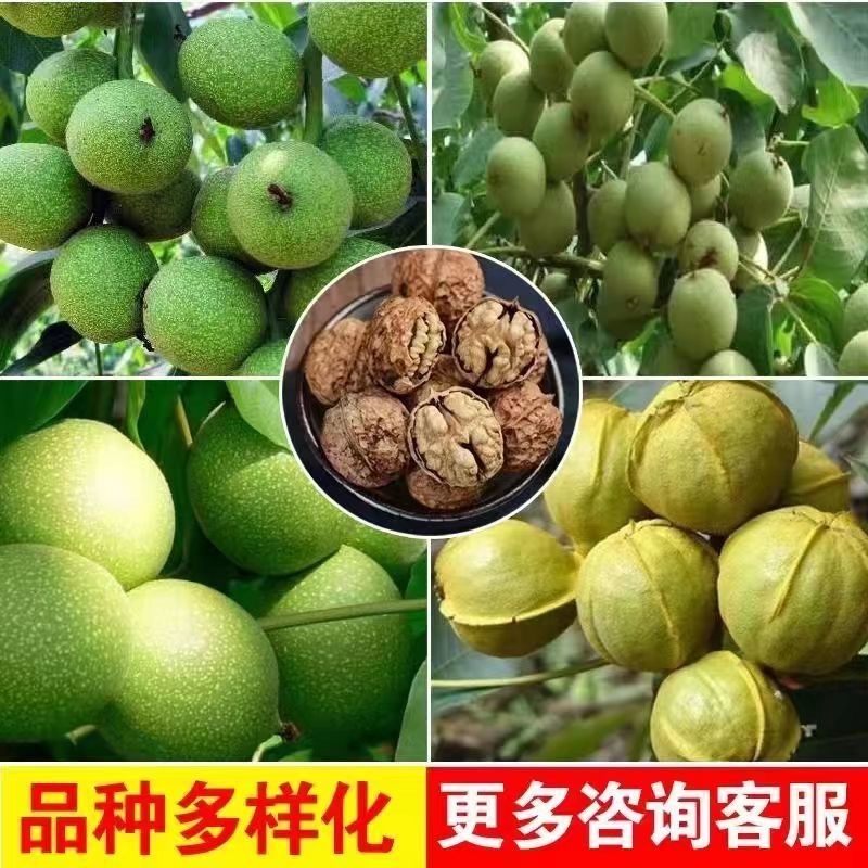 核桃树苗南北方种植死苗包赔