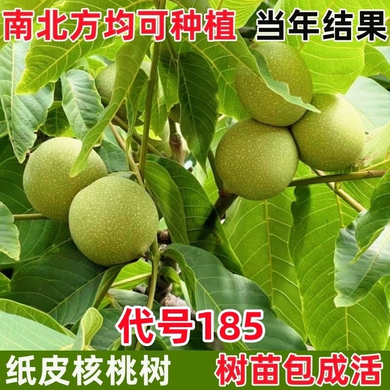 核桃树苗南北方种植死苗包赔