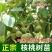 核桃树苗南北方种植死苗包赔
