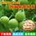核桃树苗南北方种植死苗包赔