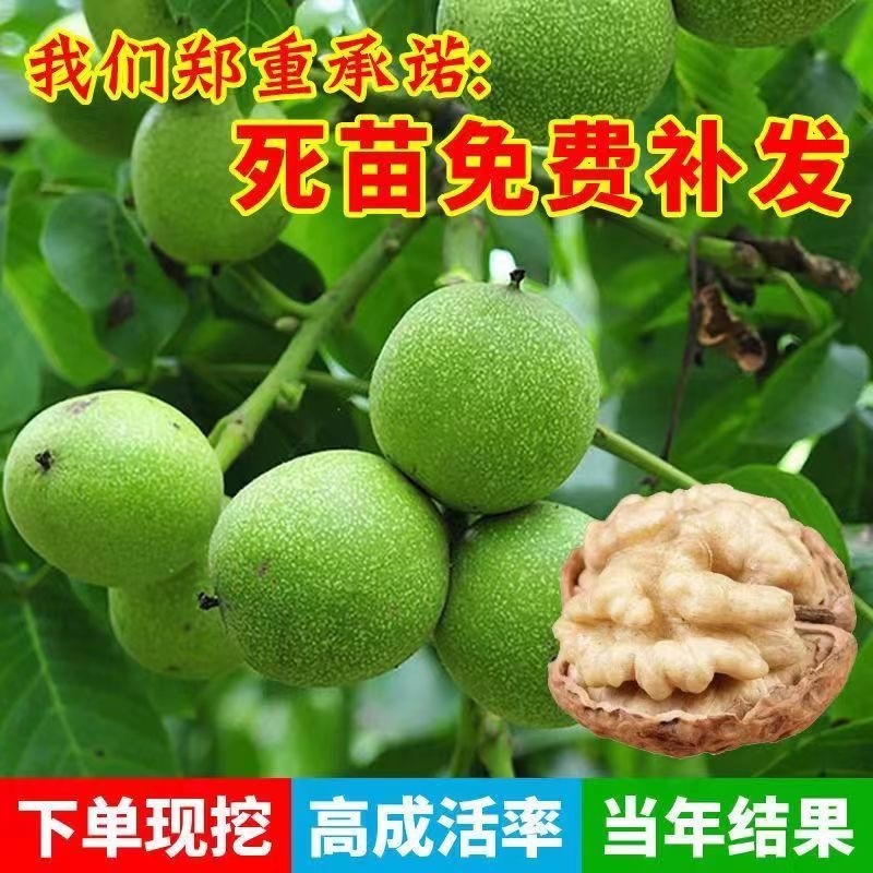 核桃树苗南北方种植死苗包赔