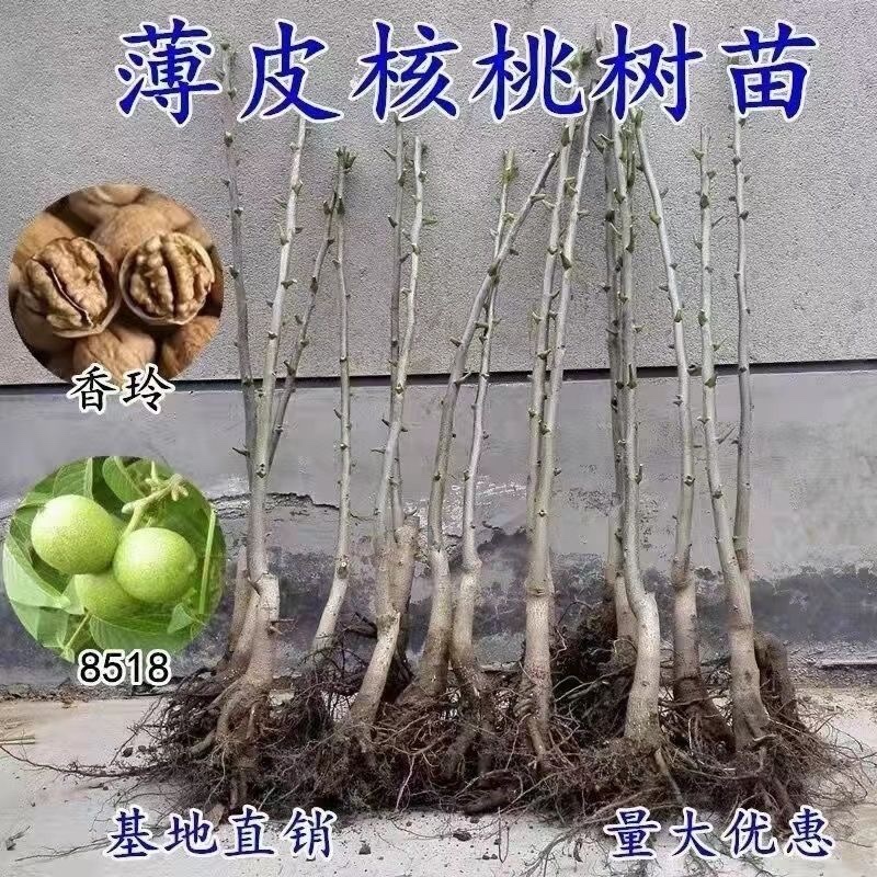 核桃树苗南北方种植死苗包赔