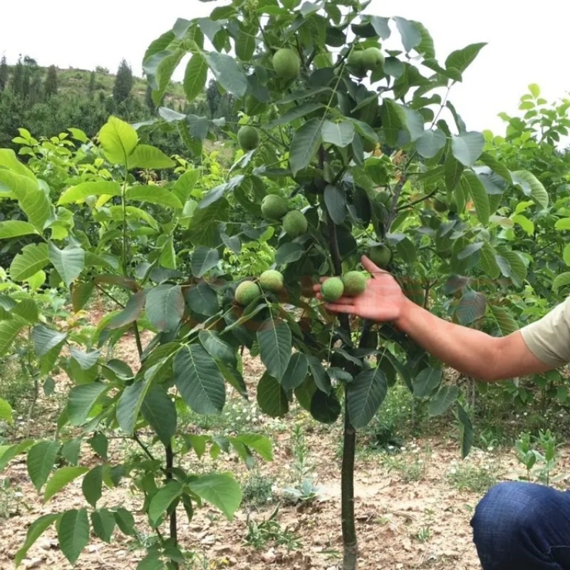 核桃树苗南北方种植死苗包赔