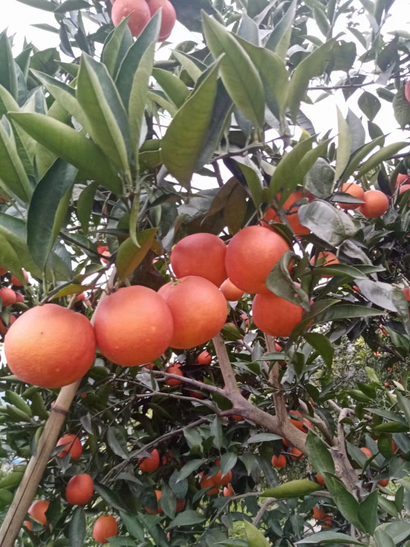【精选】四川资中县皮薄汁多的塔罗科血橙供应市场商超电商