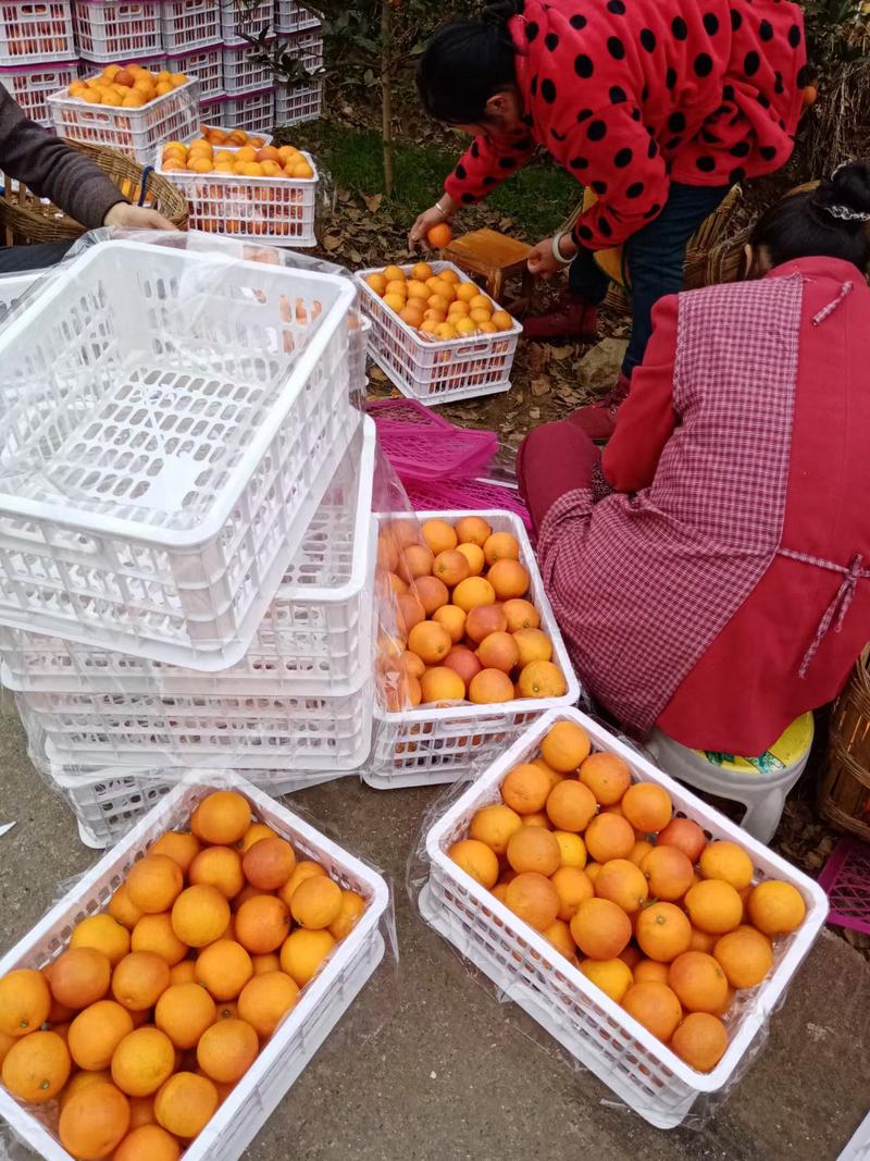 【精选】四川资中县皮薄汁多的塔罗科血橙供应市场商超电商