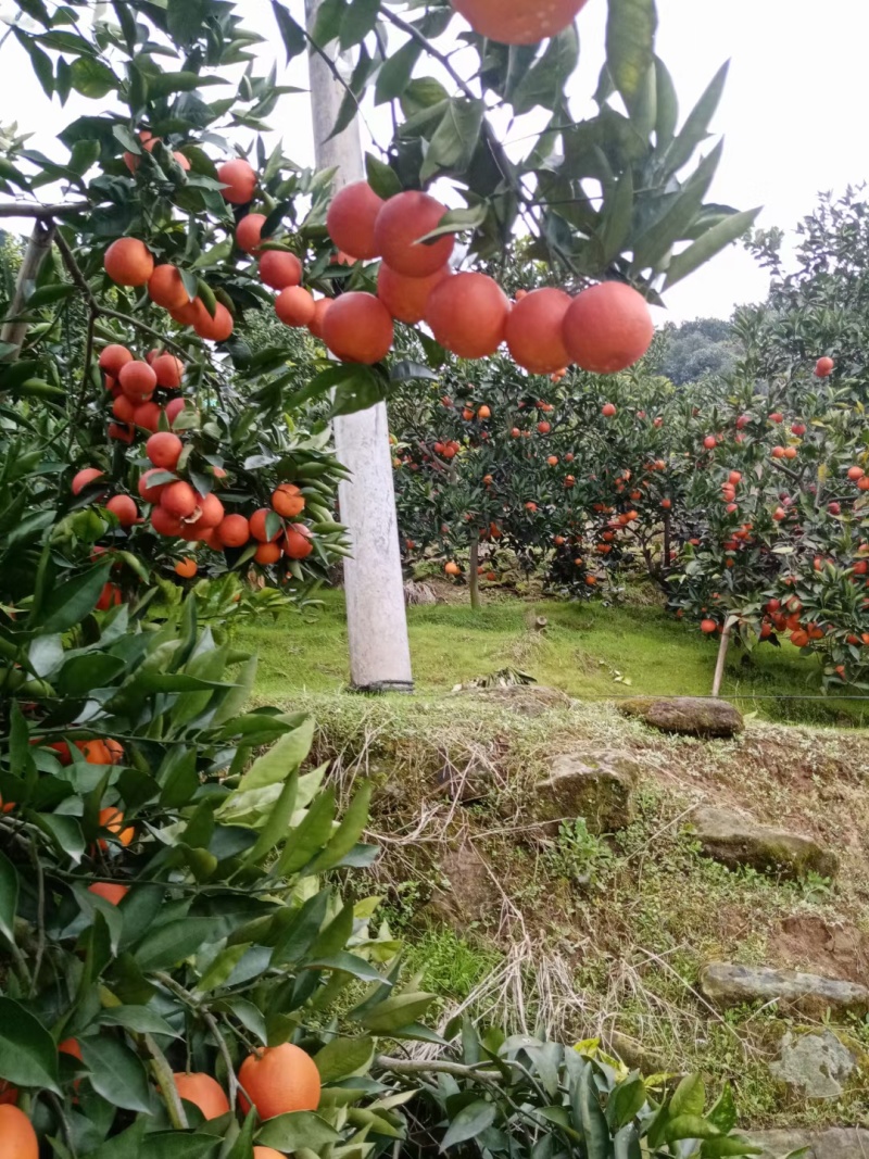 【精选】四川资中县皮薄汁多的塔罗科血橙供应市场商超电商