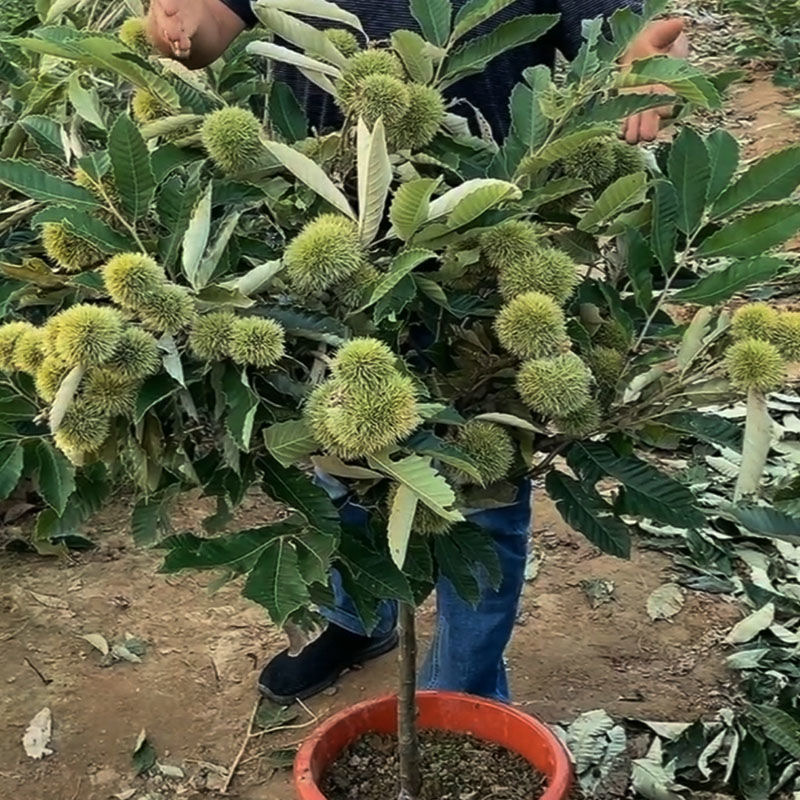 板栗苗南北方种植死苗包赔