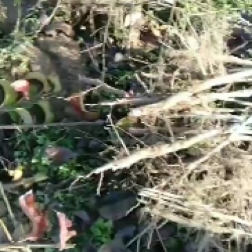 梨树苗大量批发规格齐全，品种纯。小苗，30公分一80公分