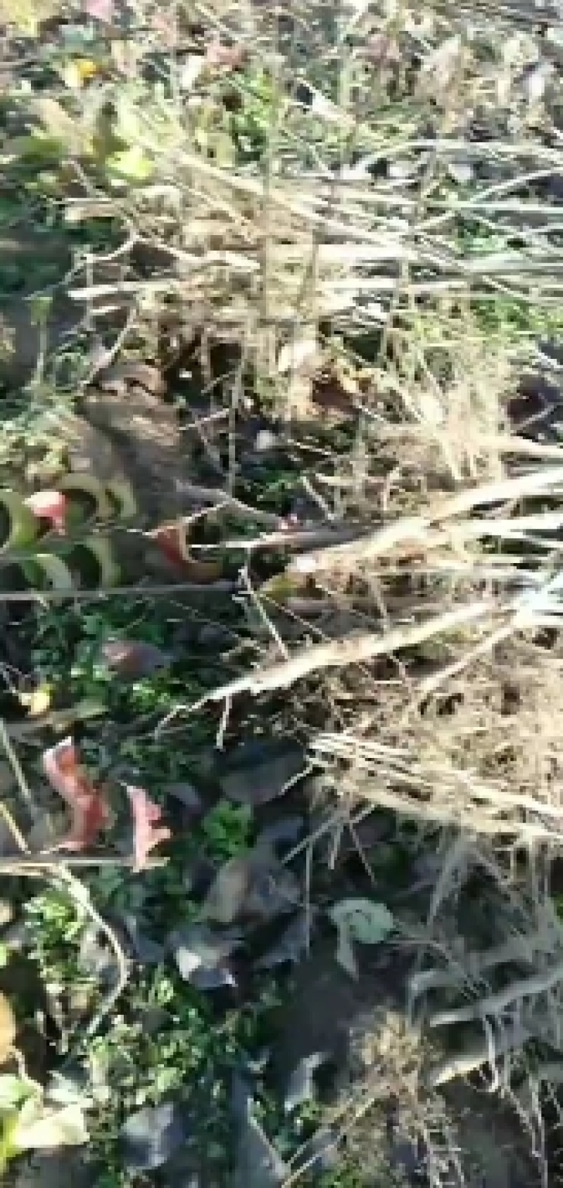梨树苗大量批发规格齐全，品种纯。小苗，30公分一80公分