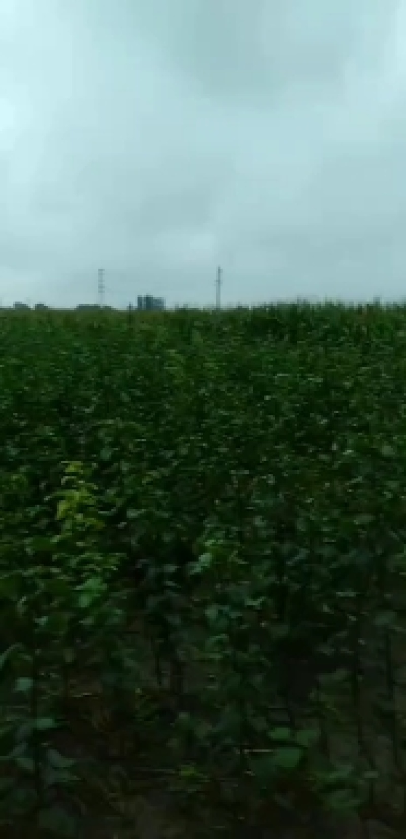 梨树苗大量批发规格齐全，品种纯。小苗，30公分一80公分