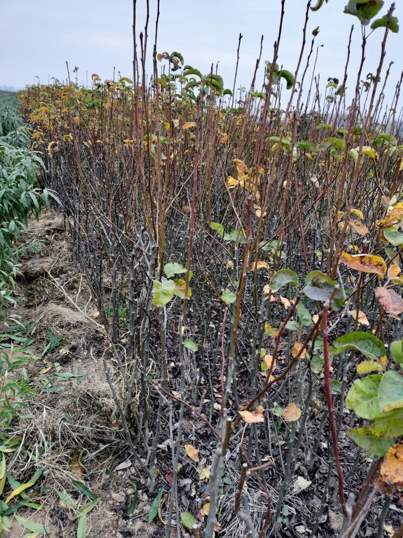 梨树苗大量批发规格齐全，品种纯。小苗，30公分一80公分