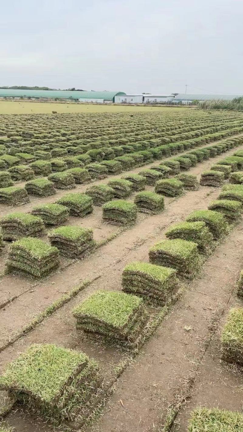 基地直供中华结缕草货源充足需要欢迎来电咨询可视频看货