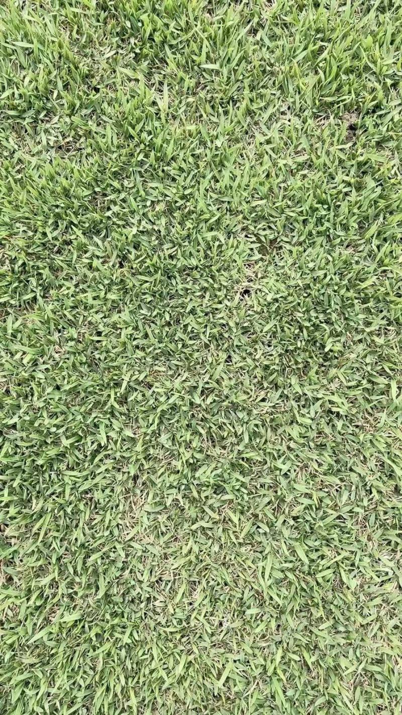 基地直供中华结缕草货源充足需要欢迎来电咨询可视频看货