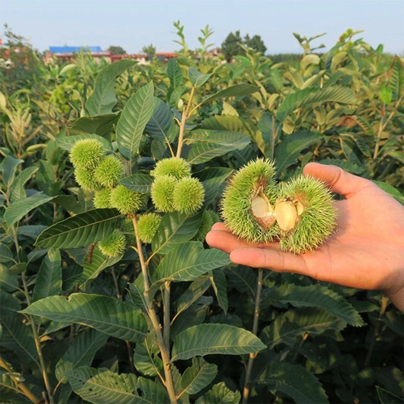 板栗苗南北方种植死苗包赔