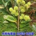 板栗苗南北方种植死苗包赔