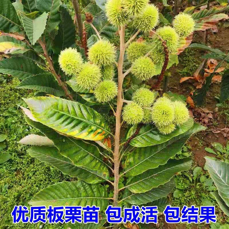 板栗苗南北方种植死苗包赔